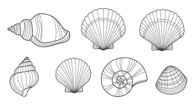 Collection of various seashells line art.