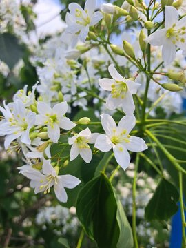 Beautiful white tung blossoms blooming on a tree in spring