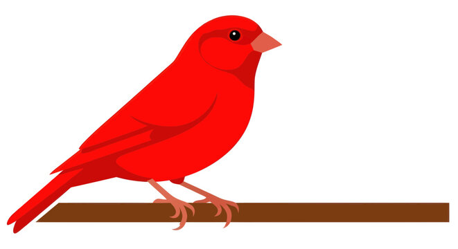 Vibrant Red Cardinal Bird Perched Alone.