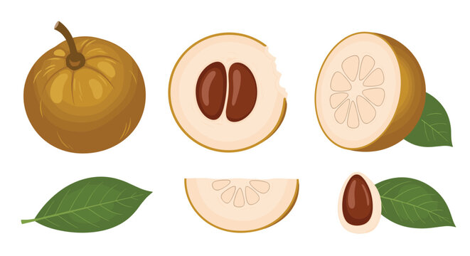 Sapodilla fruit set featuring whole fruit, cross-section, slices, seeds, and green leaves isolated on white background.