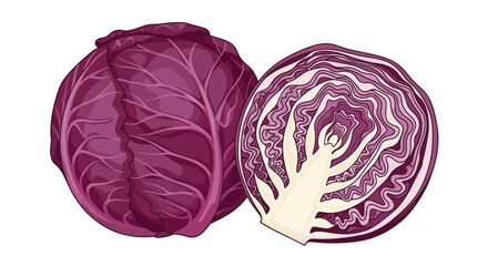 Obraz premium Fresh purple cabbage illustration showing a whole head of vegetable beside a half cut revealing internal leaf layers.