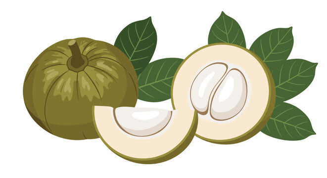 Exotic star apple fruit set featuring a whole green fruit, a sliced half showing pulp, and several dark green leaves.