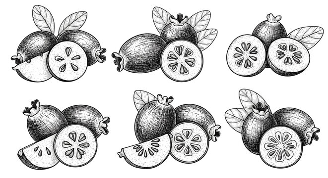 Detailed hand drawn sketches of feijoa fruits showing whole pieces, cross sections, and leaves in a classic black and white style.