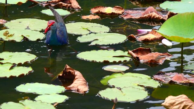 Purple Swamphen ( Porphyrio porphyrio ) walking and floating on water full of lotus leaves and plant in wetland, The blue waterbird has colorful beaks and red long legs in lake, Thailand