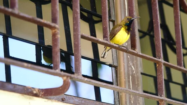 Garden or Olive-backed or Yellow-bellied sunbird perch and preening on iron bars, Small male bird has a panel of purple, blue, and orange feathers beneath its beak and reflection  in the window panes