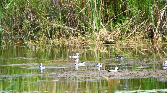 Group of Cotton pygmy goose or Cotton teal ( Nettapus coromandelianus ) on water in wetland, White with brown and black pattern on duck or water bird in Khao Sam Roi Yot National Park, Thailand