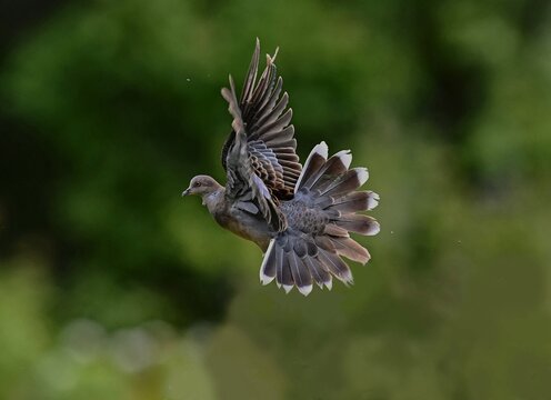 red tailed hawk