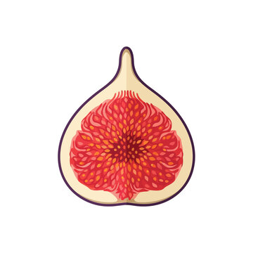 Fresh fig cross section showing inner seeds frutas vector