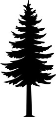 Obraz premium Evergreen Tree Silhouette