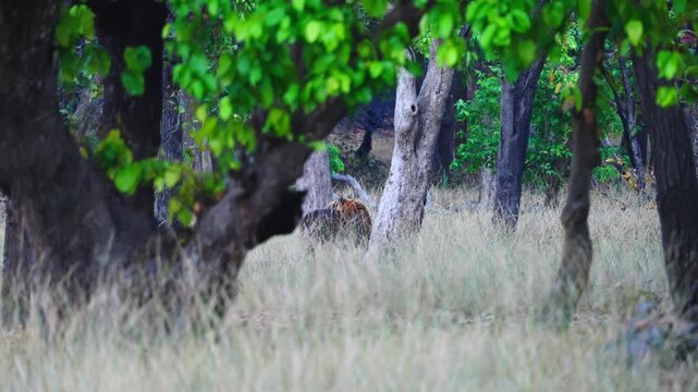 Tiger prowls through monsoon-drenched mountain forest, waterfalls cascading&mdash;a wild symphony of nature's untamed power