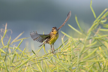 blue tit on the ground © Bai