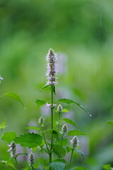 Fototapeta premium wild flowers in the garden