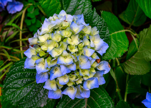 blue hydrangea flowers