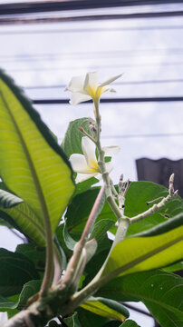 The flower shown in the image is a Plumeria, also commonly known as Frangipani. In the Philippines, it is frequently referred to as Calachuchi or Kalachuchi. 