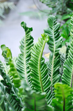 Cobra fern, ASPLENIACEAE or Asplenium nidus Cobra Fern or Asplenium nidus L cultivar or Cobra Birds nest fern or Drynaria Cobra birds nest Fern or Lasanga Fern