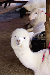 Naklejka premium Alpaca looking at camera in sheep farm