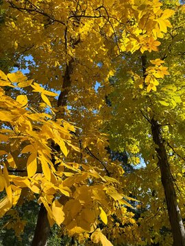 Autumn yellow foliage of carya ovata hickory tree vertical. 