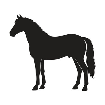 Full body silhouette of a horse standing in profile with silhouette, standing