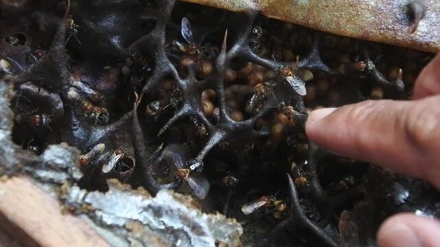 Close-up shot of stingless bees crawling on their dark honeycomb structure inside a breeding box, with a human finger gently touching the hive.