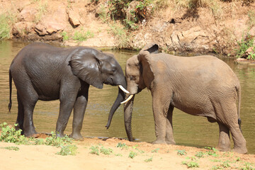 Fototapeta premium Afrikanischer Elefant / African elephant / Loxodonta africana