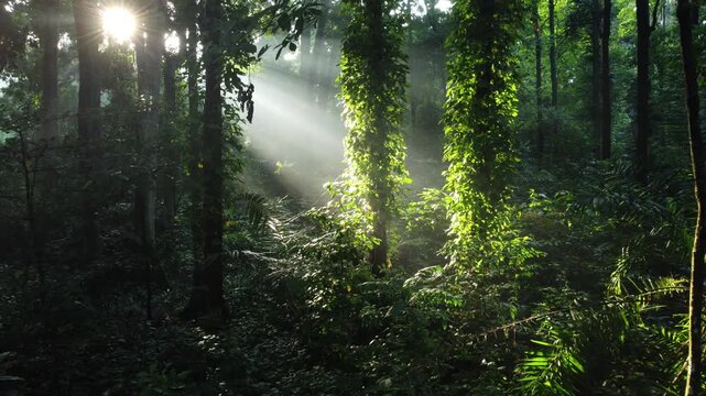 Walk through dense forests as the sun peeks through the trees in summer. The rays illuminate the green forest. Cifor, IPB University Bogor research forest, Indonesia.