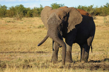 Obraz premium Afrikanischer Elefant / African elephant / Loxodonta africana