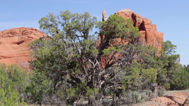 Majestic specimen of a Utah Juniper tree, at Kodachrome Basin State Park in Utah