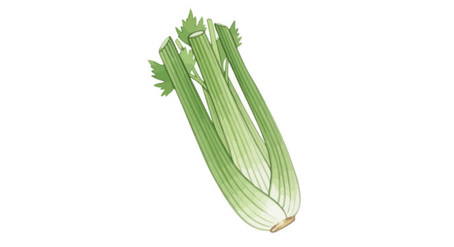 Fresh green celery stalk vegetable.