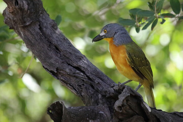 Obraz premium Graukopfwürger / Grey-headed bushshrike / Malaconotus blanchoti