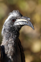 Fototapeta premium Grautoko / African grey hornbill / Lophoceros nasutus