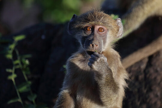 B&auml;renpavian / Chacma baboon / Papio ursinus