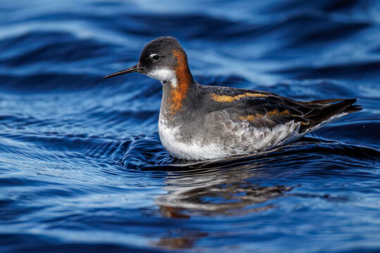 Odinsh&uuml;hnchen (Phalaropus lobatus)