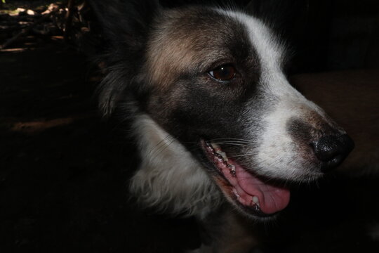 Close-up of a black and white dog face with brown eyes and open mouth in a rural village in Java, Indonesia.
