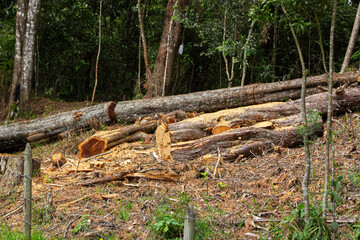 Fototapeta premium Photo where you can see tree trunks cut down indiscriminately next to the road, and next to them there are trees untouched.