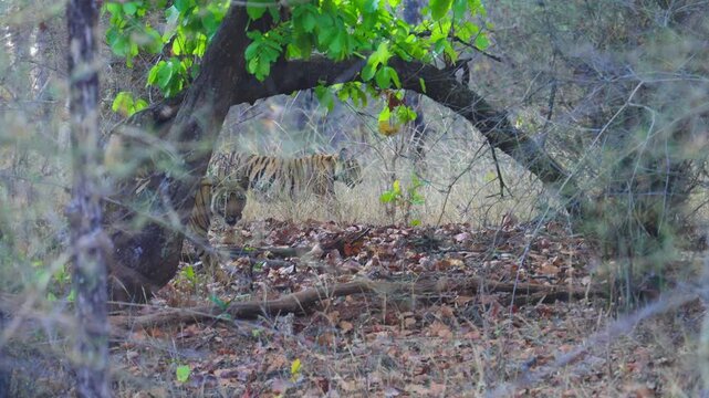 Tiger cub&mdash;playful, curious striped kitten with oversized paws and innocent eyes, learning survival in the wild.