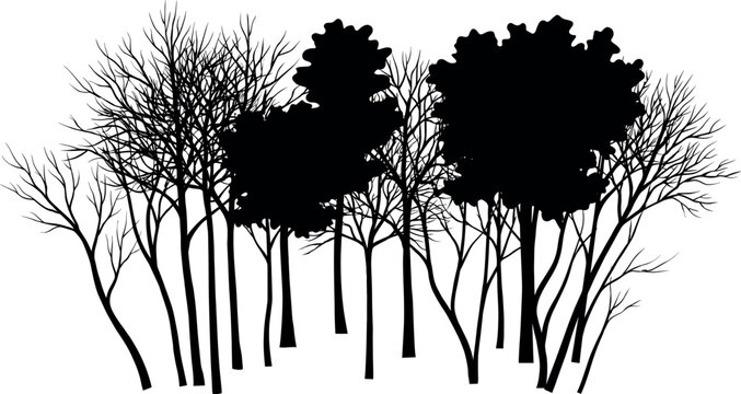 Black Forest Tree Silhouette Collection with Leafless and Dense Woodland Trees Isolated on Light Background