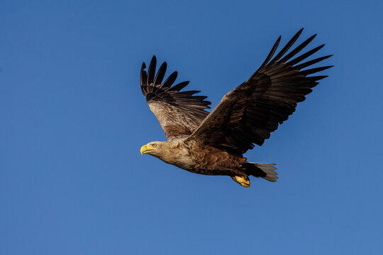 Seeadler (Haliaeetus albicilla)