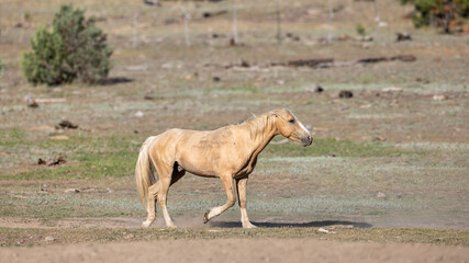 Fototapeta premium Palomino wild horse band stallion running in the Apache Sitgreaves National Forest in the White Mountains of northeast Arizona United States
