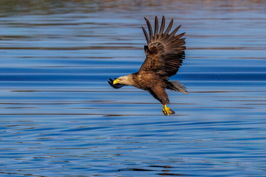 Seeadler (Haliaeetus albicilla)