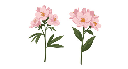 Fototapeta premium Two branches of pink jasmine-like flowers with green leaves, depicted in a detailed and realistic botanical style for nature-themed projects.