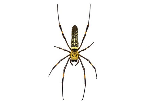 Golden silk orbweaver spider isolated on white background