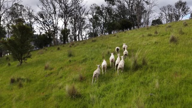 Sheep in a field. Merino sheep, grazing and eating grass in New zealand and Australia
