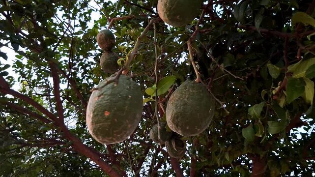 Large Citron Fruits Hanging From Tree Limbs