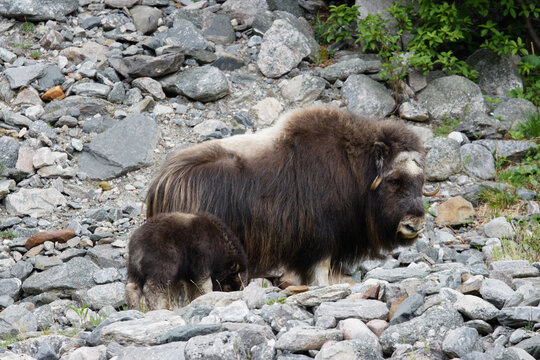 Moschusochse (Ovibos moschatus)