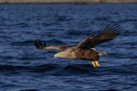 Seeadler (Haliaeetus albicilla)