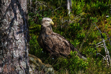 Obraz premium Seeadler (Haliaeetus albicilla)