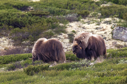 Moschusochse (Ovibos moschatus)
