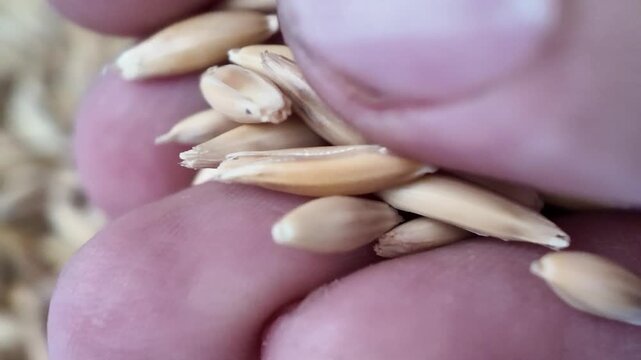 Close up view of a human hand working, sorting, or touching a pile of raw unpeeled oat seeds on a white studio background. Shot at normal real time speed for natural product handling concept.
