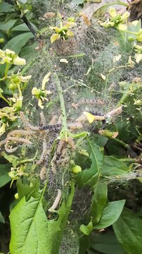 Spindle Ermine Moth Yponomeuta cagnagella caterpillars in their gossamer tent construction, feeding on spindle foliage, summer