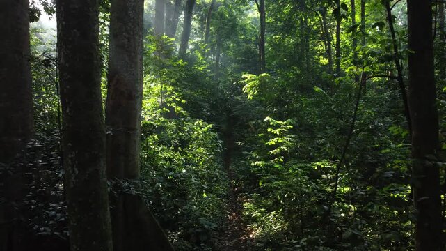 The drone moved forward on the path between the green trees of the summer forest.